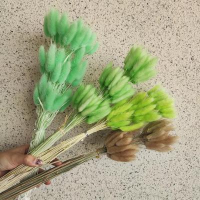 China Home Wedding Decorative Flowers Yunnan Flower Rabbit Tail Grass Wholesale Full Color Natural Rabbit Tail Grass for sale