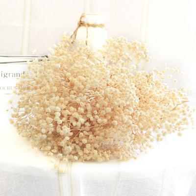 China Celebration Wholesale High Quality Natural Real Flower Gypsofila Colorful Baby's Breath For Wedding Decor for sale