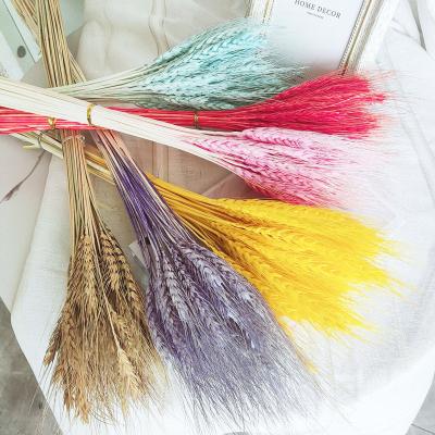 China Natural Plants Bulk BuyDried Flowers Colorful Dried Wheat For Dry Wreath Garland Bouquets Flower Decorations for sale