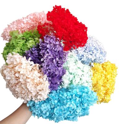 China Natural Hydrangea Flowers Immortal Fresh Preserved Durable Hydrangea DIY Material Anna Hydrangea Flower Colorful Forever for sale