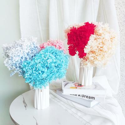 China Natural Flowers Preserved Flowers Anna Hydrangea Flowers Colorful For Home Wreath Wedding Party Flower Arrangement Garland Decorations for sale