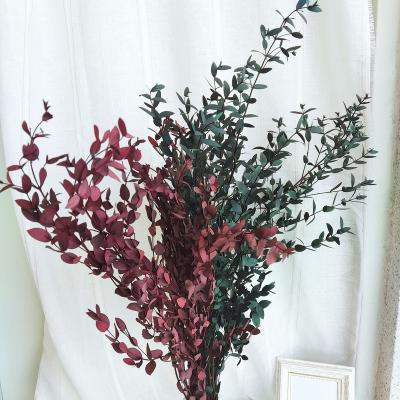 China Yunnan natural factory wholesale new product preserved dry small flowers eucalyptus decorative leaves for sale