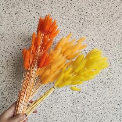 China Home Wedding Decorative Flowers Bunny Tail Eternal Grass Stem Flower Storage Sage Furniture Decoration Wise Wholesale for sale