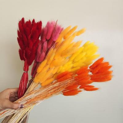 China Home Wedding Decorative Flowers Yunnan Wholesale Custom Colored Sage Preserved Flower Bunch Bunny Tail Grass for sale