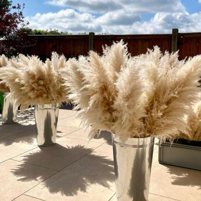 China Natural Factories Wholesale Natural Beige Black White Pink Blue Great Pampas Grass For Wedding Decorations for sale