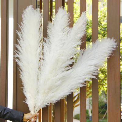 China Natural Reed Dried Pampas Grass Wedding Plants Flower Bouquet Natural Phragmites for sale