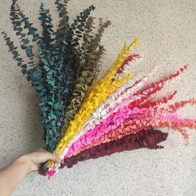 China Beautiful Eucalyptus Plant Leaf Colorful Wholesale Natural Dry Flower Decoration Anti-corrosive Eucalyptus for sale