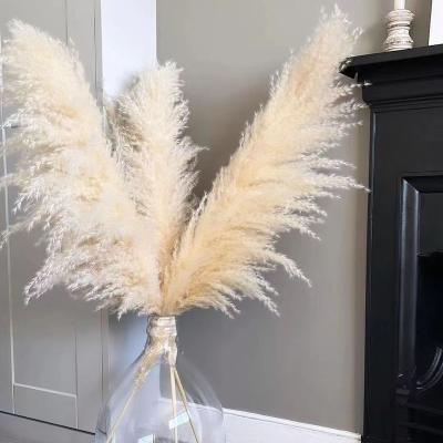 China Wholesale Natural Dry White Flower Decoration Pampas Beige Fluffy Beige Pampas Grass / Large Large for sale