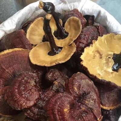 China DRY REISHI GANODERMA MUSHROOM WITH HIGH QUALITY for sale