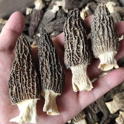 China Wholesale natural dry esculenta price organic morchella nightshade mushroom and morchella dry esculenta for sale