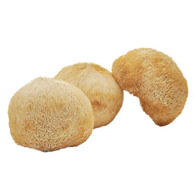 China 2021 best lions Mane Edible Dried Hericium Erinaceus selling mushroom for sale