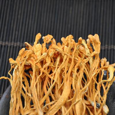 China Dried cordyceps militaris spread good prices high cordycepin / organic dry cordyceps militaris spore head for sale