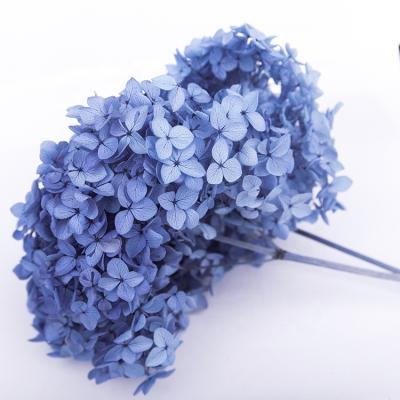 China Wholesale Home Natural Simple White Dry Flower Head Anna Hydrangeas Hydrangeas Party Decor Centerpiece Decoration/Office Decoration/Hotel Room Decoration Large for sale