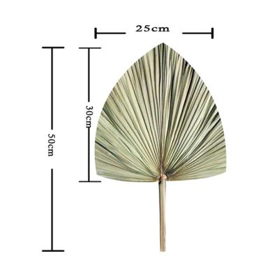 China Real Long Lasting Preserved Everlasting Dry Rose Palm Leaves Foliage Flowers Natural Flower Big For Sale for sale