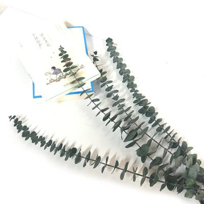 China Natural Flower Fresh Cut Floral Dried Hanging Eucalyptus Leaves Branch Garland For Wedding Wall Decoration for sale