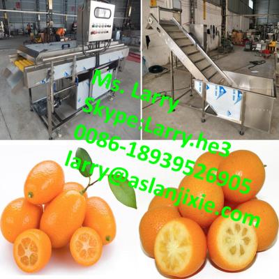 China 304 stainless steel citrus washing machines/plum washing machine/kumquat washing machine for sale