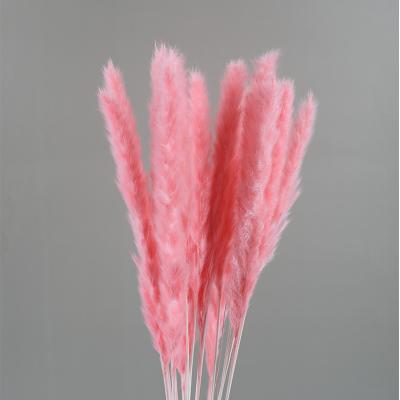 China Large Selling Natural Hot Pink Pampas Grass Decor Wedding Decorative Preserved Dry Touch Natural Pampas Grass for sale