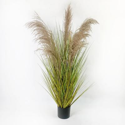 China Natural Touch Large Small Reed Flower Natural Artificial Dry Fluffy Pampas Grass Dried Pampas Grass for sale