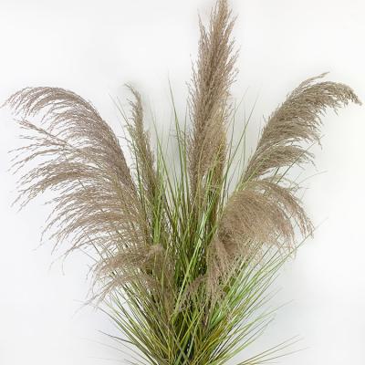 China Flower Home Decorative Flower Natural Touch Dry Tubular Grass Dried Flowers for sale