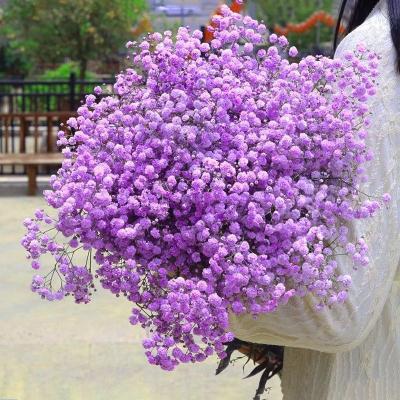 China Best Touch Natural Selling Flowers Premium Grade Dried Gypsophila Dried Flower Preserved Purple Babies Breath for sale