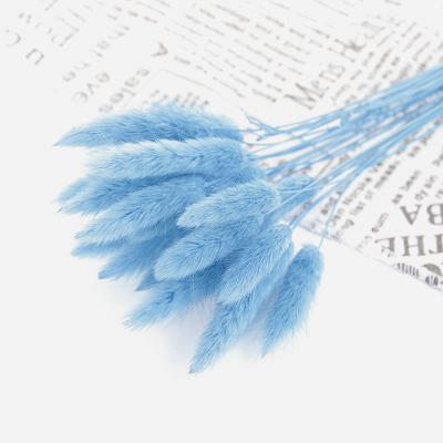 China Hot Selling Dry Blue Natural Touch Pampas Rabbit Tail Grass For Garden Decoration for sale