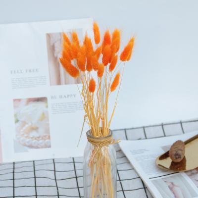 China Hot selling orange dry bouquet of natural touch flowers the rabbit tail grass for wedding decoration for sale