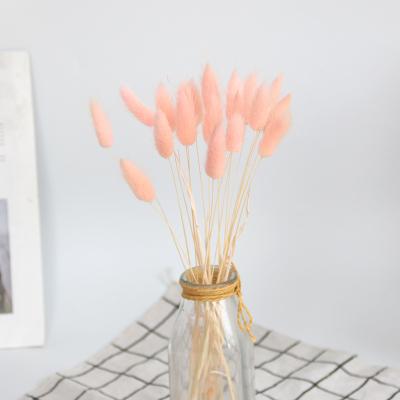 China Natural Touch Pink Dried Flowers Bunny Tail Grass Decoration Party Wedding Color Plants for sale