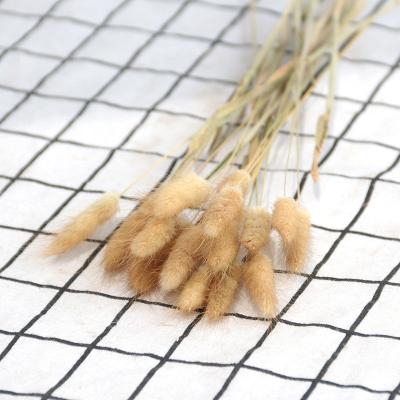 China Natural Touch Wedding Decoration Dried Rabbit Tail Grass Mini Natural Wholesale Hot Selling Home Dried Flower Bouquet for sale