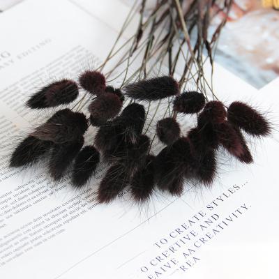 China Natural Touch Pampas Nature Black Dried Flower Decoration Party Wedding Rabbit Tail Grass for sale