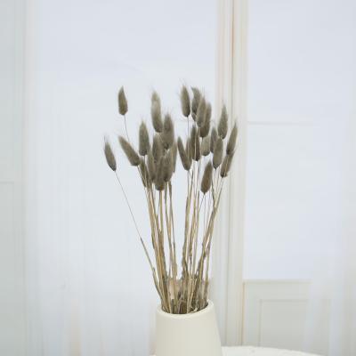 China Natural touch dried gray flowers bunny tail grass decoration the beautiful natural to wedding flower for sale