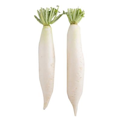 China Whole price fresh top grade fresh radish/green/red radish white radish factory direct. for sale