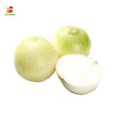 China Fresh 2021 fresh peeled onion Price Of Onion Manufacturers whole peeled onions for sale