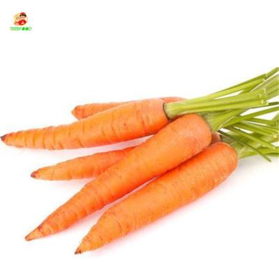 China Fresh Original Fresh Carrot Fujian Yellow Fresh Carrot Supplying To The World for sale