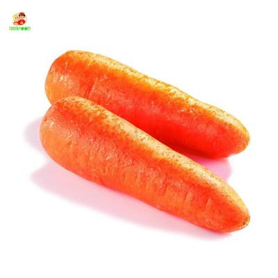 China 2021 New Cheap Fresh Harvest Carrot Price Carrot Fresh Vegetable for sale