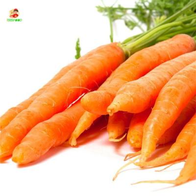 China New Carrot Fresh Vegetable Fresh Crop Fresh Carrot Wash Frozen Organic Carrot For Export for sale