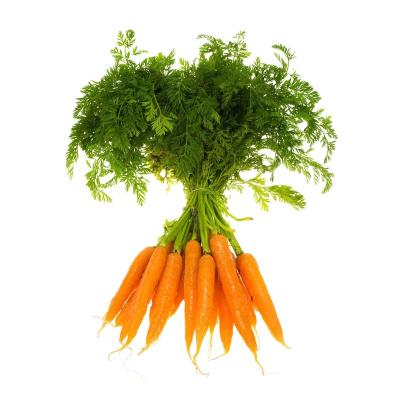 China High Quality Organic Food Price Export Of Carrot Cheap Fresh Vegetables for sale