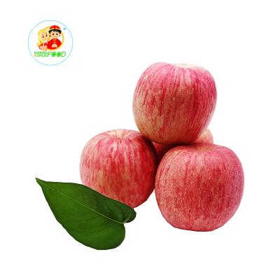 China Top Grade Fuji Apple Fresh Apple, Sweet, Juicy and Crunchy Wholesale Price for sale