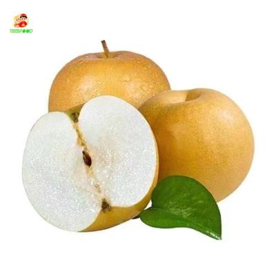 China Good price china supply sale pear wreath fresh golden fresh pear snow pear for sale