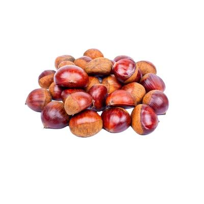 China Chinese fresh new harvest chestnut fresh chestnuts for export whole sale raw chestnut for sale