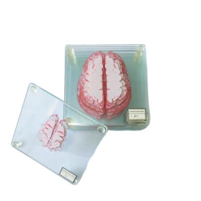 China Viable Factory Price Top Selling Tempered Printing Red Brain Glass Coaster For Drink With High Quality for sale