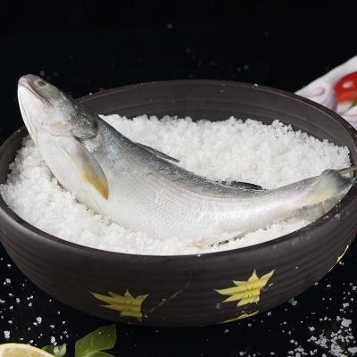 China Threadfin Light-Salted Tasty, Single Salted Threadfin 500g for sale