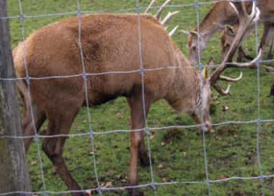 China Field Fence for sale