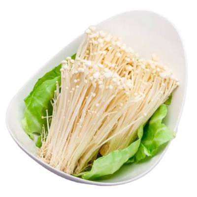 China Canned Fresh Canned Mushroom Needle Diffuse Enoki Golden Mushroom 425g New Season With Cheapest Price On Whole Sale for sale