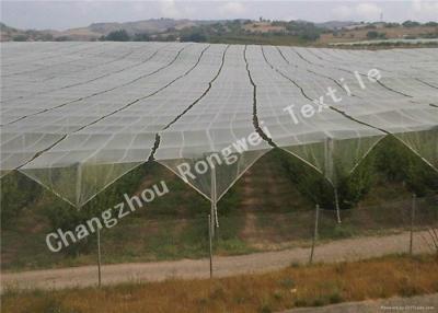 China Custom Apple Tree Protection Anti-hail Net / Anti -bird Netting Rolls 35gsm - 200gsm for sale