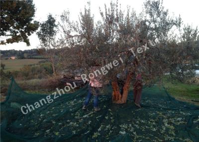 China Green Knitted 100% Virgin HDPE Agriculture Olive Collection Net With UV Resistant for sale