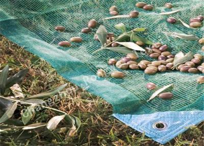 China Agriculture Fruit / Olive Harvest Nets / Collecting Net for Fruit Tree Protection Netting for sale