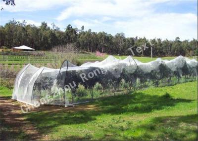 China Knitted Polyethylene Agriculture Anti Bird Nets , Industrial Or Garden Bird Control Netting for sale