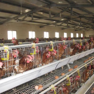 China Full Automatic Poultry Field Pullets Raising Cages System Poultry Farming Equipment Animal Breeding Chicken Cage System for sale