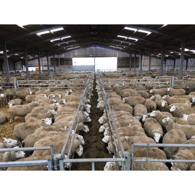 China Steel Structure Sheep Shed Customized Cheap Designs Steel Structure Sheep Shed Suppliers for sale