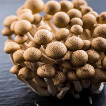 China Meaty Edible Mushroom Fresh Brown Beech Mushroom Shimeji for sale